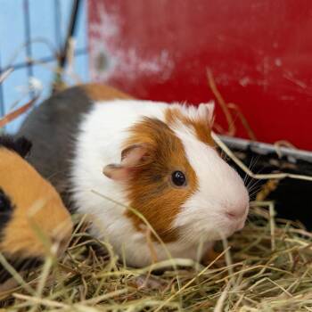 Rescue Guinea Pig Guinea Pigs for Adoption in Methuen, Massachusetts - MOCA | PetCurious